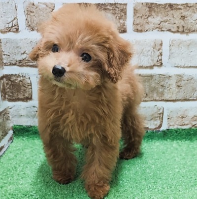 大阪府のトイプードル(トイ) (アミーゴ高槻店/2026年1月28日生まれ/女の子/オレンジフォーン)の子犬の3枚目の画像