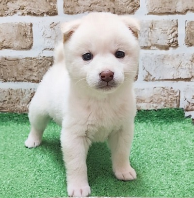 大阪府の柴犬(標準サイズ) (アミーゴ高槻店/2026年1月28日生まれ/女の子/淡赤)の子犬の1枚目の画像