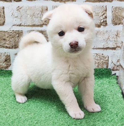 大阪府の柴犬(標準サイズ) (アミーゴ高槻店/2026年1月28日生まれ/女の子/淡赤)の子犬の2枚目の画像