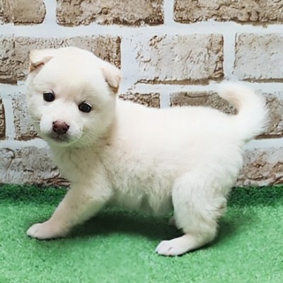 大阪府の柴犬(標準サイズ) (アミーゴ高槻店/2026年1月28日生まれ/女の子/淡赤)の子犬の3枚目の画像