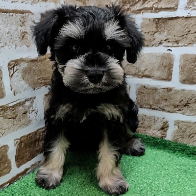 大阪府のミニチュアシュナウザー (アミーゴ高槻店/2026年1月6日生まれ/男の子/ブラックシルバー)の子犬