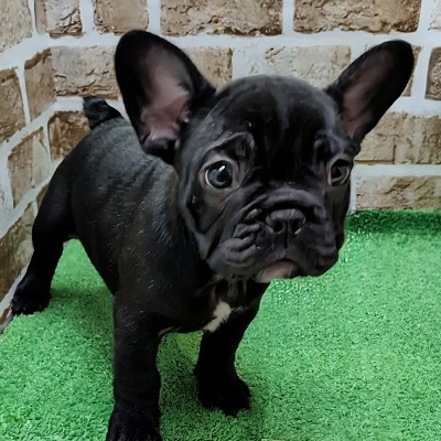 大阪府のフレンチブルドッグ (アミーゴ高槻店/2026年1月8日生まれ/男の子/ブリンドル)の子犬