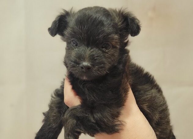 福島県のハーフ犬・ミックス犬 (アミーゴ須賀川店/2025年12月25日生まれ/男の子/ブリンドル)の子犬