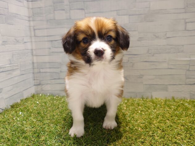 新潟県のパピヨン (アミーゴ新発田店/2025年12月30日生まれ/男の子/ホワイトブラウン)の子犬の1枚目の画像