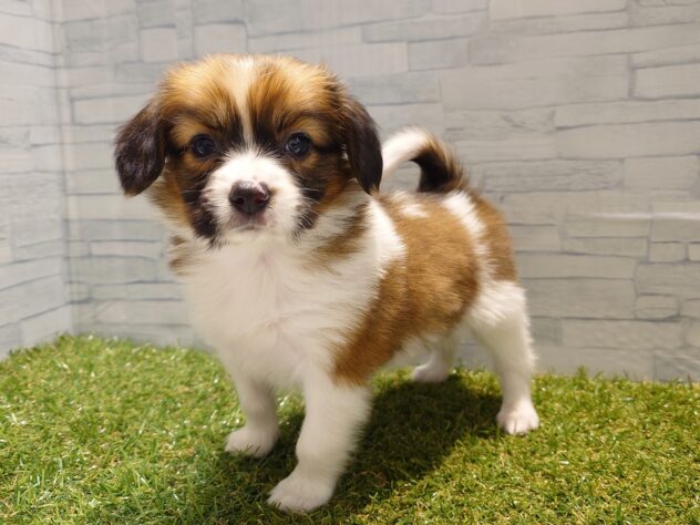 新潟県のパピヨン (アミーゴ新発田店/2025年12月30日生まれ/男の子/ホワイトブラウン)の子犬の2枚目の画像