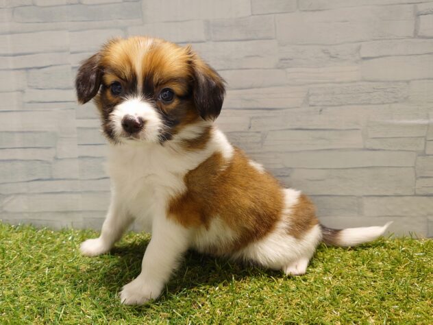 新潟県のパピヨン (アミーゴ新発田店/2025年12月30日生まれ/男の子/ホワイトブラウン)の子犬の3枚目の画像