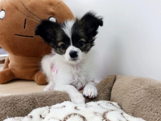 兵庫県のパピヨン (ペット・プラザ アミーゴ明石魚住店/2026年1月1日生まれ/女の子/ホワイトブラウン)の子犬の1枚目の画像