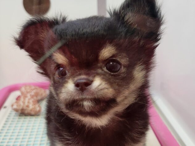 福島県のチワワ(ロング) (アミーゴ須賀川店/2025年12月25日生まれ/女の子/ブラックタン)の子犬