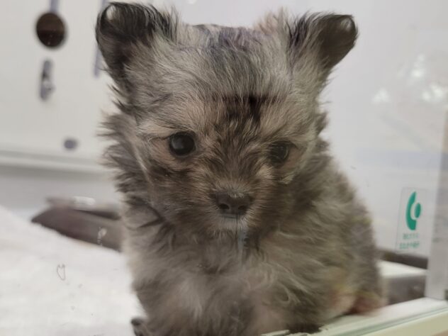 福島県のハーフ犬・ミックス犬 (アミーゴ須賀川店/2026年1月6日生まれ/女の子/ウルフセーブル)の子犬