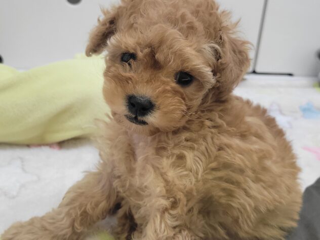 福島県のハーフ犬・ミックス犬 (アミーゴ須賀川店/2026年1月5日生まれ/女の子/アプリコット)の子犬