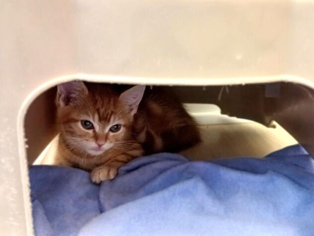 兵庫県のアメリカンショートヘアー (ペット・プラザ アミーゴ明石魚住店/2026年1月4日生まれ/男の子/レッドタビー)の子猫の4枚目の画像