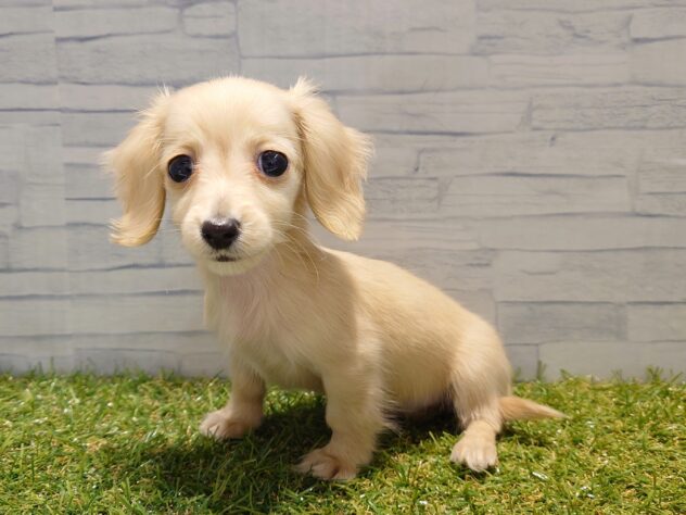 新潟県のカニンヘンダックスフンド(ロング) (アミーゴ新発田店/2026年1月2日生まれ/女の子/イエロー)の子犬の2枚目の画像