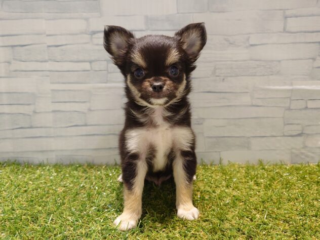 新潟県のチワワ(ロング) (アミーゴ新発田店/2026年1月4日生まれ/男の子/ブラックタンホワイト)の子犬の1枚目の画像