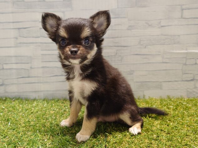 新潟県のチワワ(ロング) (アミーゴ新発田店/2026年1月4日生まれ/男の子/ブラックタンホワイト)の子犬の2枚目の画像