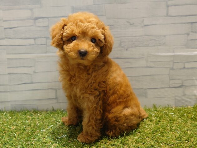 新潟県のトイプードル(トイ) (アミーゴ新発田店/2026年1月5日生まれ/男の子/レッド)の子犬の2枚目の画像