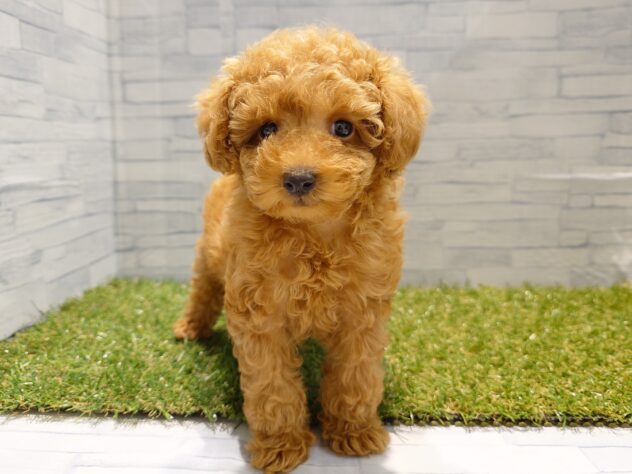 新潟県のトイプードル(トイ) (アミーゴ新発田店/2026年1月5日生まれ/男の子/レッド)の子犬の1枚目の画像