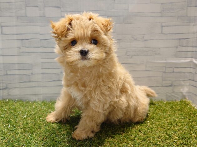 新潟県のハーフ犬・ミックス犬 (アミーゴ新発田店/2025年12月7日生まれ/男の子/アプリコット)の子犬の2枚目の画像