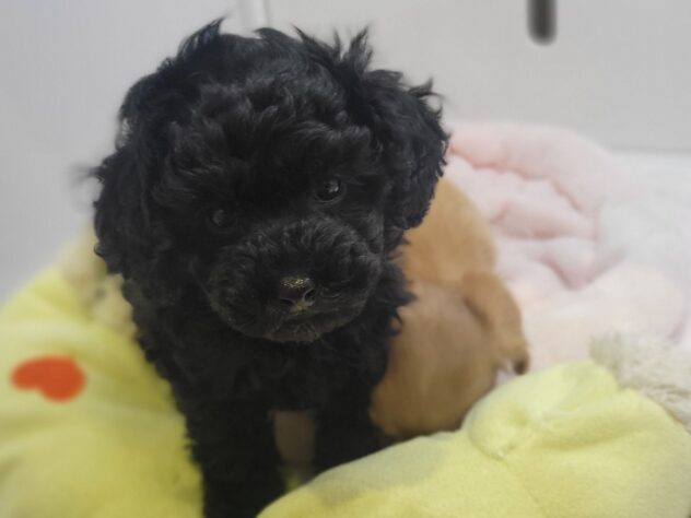 福島県のトイプードル(トイ) (アミーゴ須賀川店/2026年1月7日生まれ/男の子/ブラック)の子犬