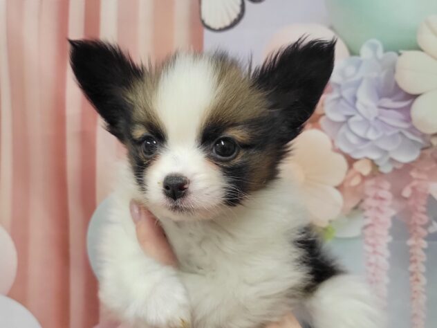 福島県のパピヨン (アミーゴ須賀川店/2026年1月11日生まれ/男の子/ホワイトブラウン)の子犬