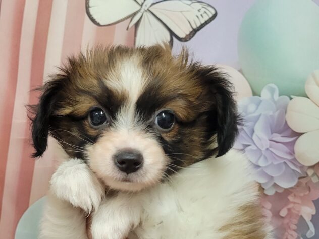 福島県のパピヨン (アミーゴ須賀川店/2026年1月11日生まれ/男の子/ホワイトブラウン)の子犬