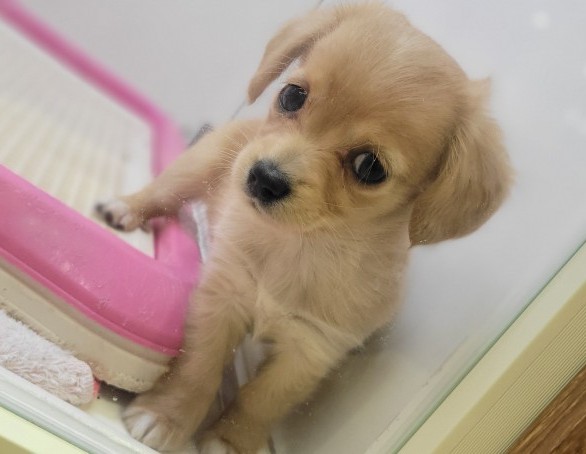 福島県のハーフ犬・ミックス犬 (アミーゴ須賀川店/2026年1月12日生まれ/女の子/ゴールド)の子犬