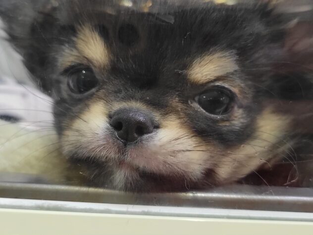 福島県のチワワ(ロング) (アミーゴ須賀川店/2025年12月25日生まれ/女の子/ブラックタン)の子犬の2枚目の画像