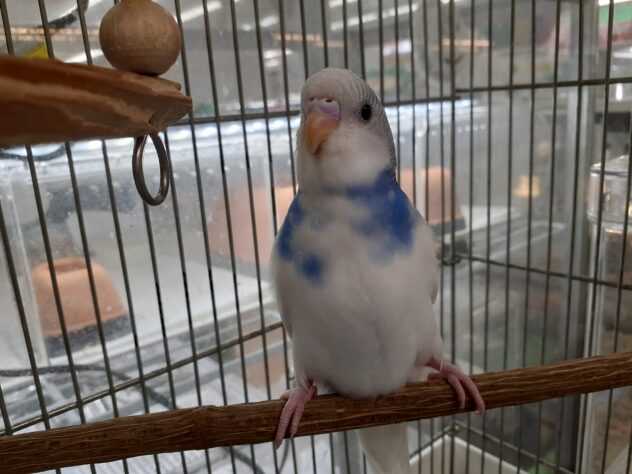 セキセイインコ | ペットワールド アミーゴ