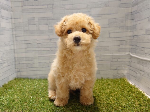 新潟県のハーフ犬・ミックス犬 (アミーゴ新発田店/2025年12月24日生まれ/男の子/アプリコット)の子犬の1枚目の画像