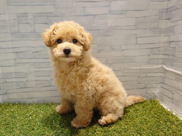 新潟県のハーフ犬・ミックス犬 (アミーゴ新発田店/2025年12月24日生まれ/男の子/アプリコット)の子犬の2枚目の画像