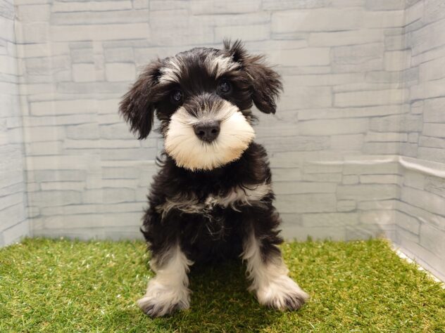 新潟県のハーフ犬・ミックス犬 (アミーゴ新発田店/2025年12月23日生まれ/女の子/ブラックシルバー)の子犬の1枚目の画像