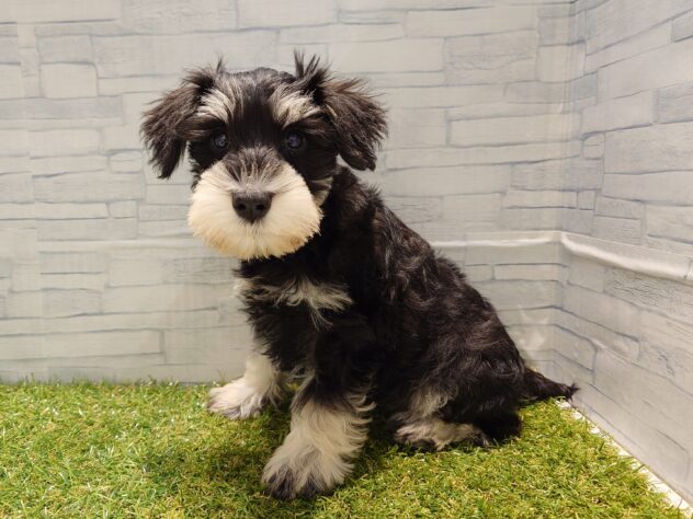 新潟県のハーフ犬・ミックス犬 (アミーゴ新発田店/2025年12月23日生まれ/女の子/ブラックシルバー)の子犬の2枚目の画像