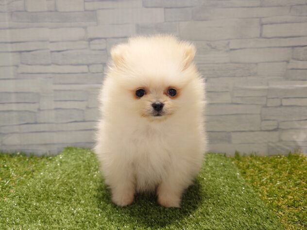 新潟県のポメラニアン (アミーゴ新発田店/2026年1月13日生まれ/女の子/クリーム)の子犬の1枚目の画像