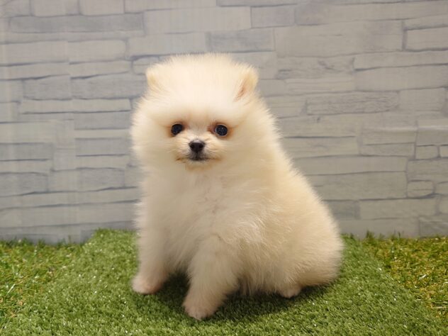 新潟県のポメラニアン (アミーゴ新発田店/2026年1月13日生まれ/女の子/クリーム)の子犬の2枚目の画像