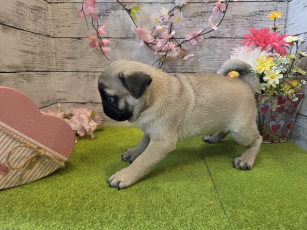 広島県のパグ (アミーゴ五日市店/2026年1月8日生まれ/男の子/フォーン)の子犬の3枚目の画像