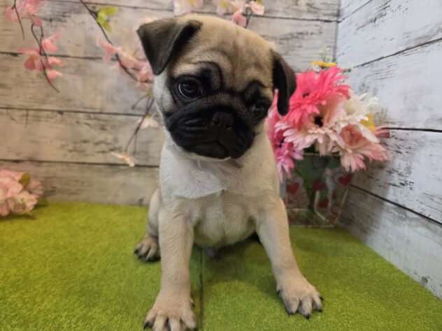 広島県のパグ (アミーゴ五日市店/2026年1月8日生まれ/男の子/フォーン)の子犬の2枚目の画像