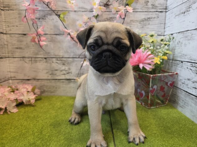広島県のパグ (アミーゴ五日市店/2026年1月8日生まれ/男の子/フォーン)の子犬