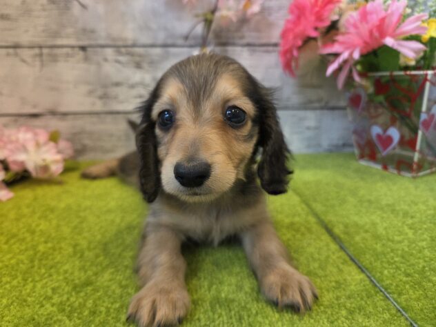 広島県のカニンヘンダックスフンド(ロング) (アミーゴ五日市店/2026年1月20日生まれ/女の子/シェーデットイエロー)の子犬