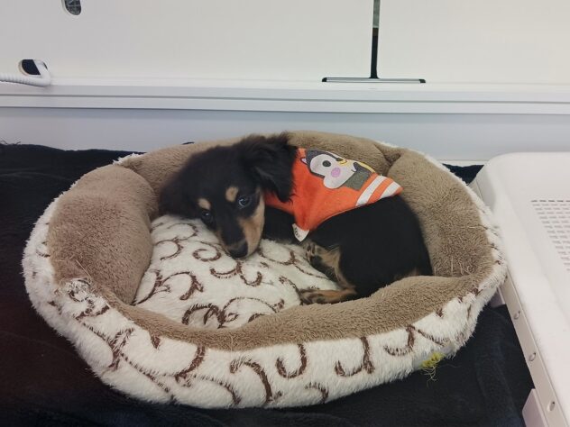 兵庫県のミニチュアダックスフンド(ロング) (ペット・プラザ アミーゴ明石魚住店/2026年1月15日生まれ/女の子/ブラックイエロー)の子犬の4枚目の画像