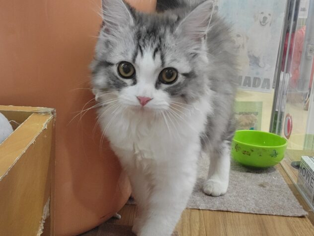 福島県のミヌエット (アミーゴ須賀川店/2025年11月23日生まれ/男の子/シルバータビーホワイト)の子猫