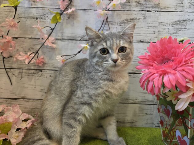 広島県のアメリカンショートヘアー (アミーゴ五日市店/2025年11月8日生まれ/女の子/ブルータビー)の子猫の1枚目の画像