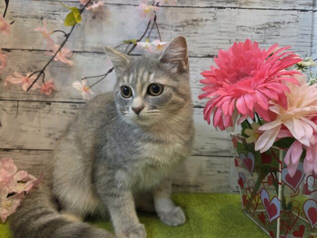 広島県のアメリカンショートヘアー (アミーゴ五日市店/2025年11月8日生まれ/女の子/ブルータビー)の子猫の3枚目の画像