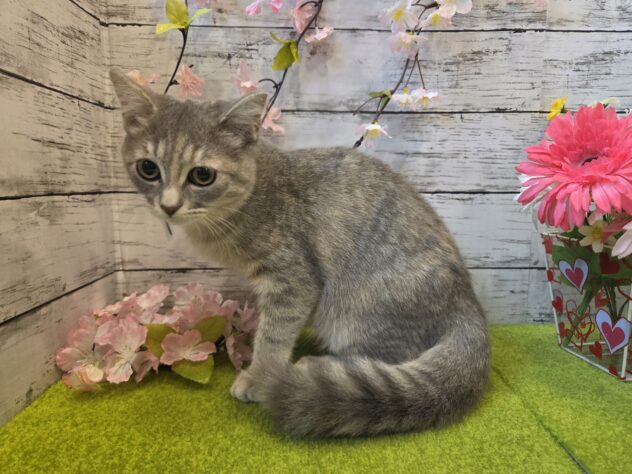 広島県のアメリカンショートヘアー (アミーゴ五日市店/2025年11月8日生まれ/女の子/ブルータビー)の子猫の2枚目の画像