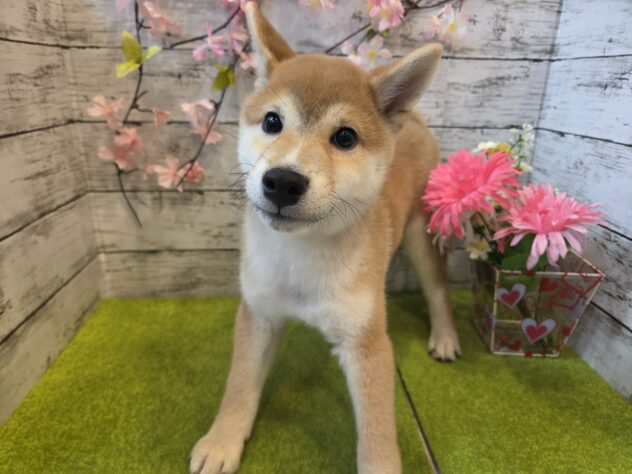 広島県の柴犬(標準サイズ) (アミーゴ五日市店/2025年12月1日生まれ/男の子/赤)の子犬の1枚目の画像