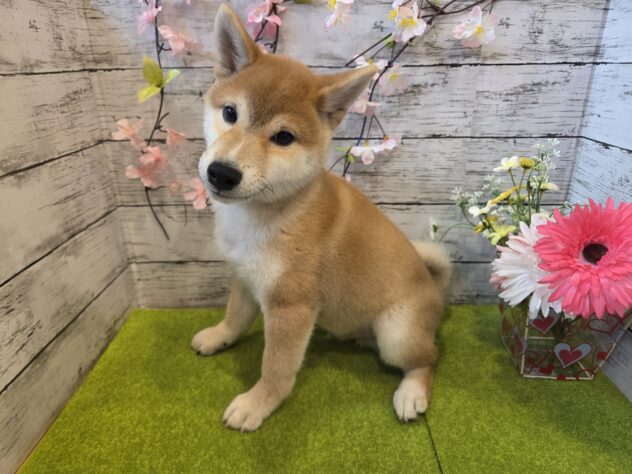 広島県の柴犬(標準サイズ) (アミーゴ五日市店/2025年12月1日生まれ/男の子/赤)の子犬の2枚目の画像
