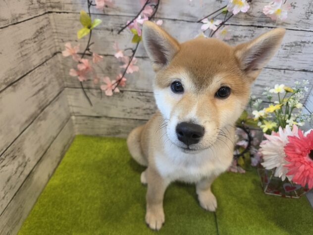 広島県の柴犬(標準サイズ) (アミーゴ五日市店/2025年12月1日生まれ/男の子/赤)の子犬の3枚目の画像