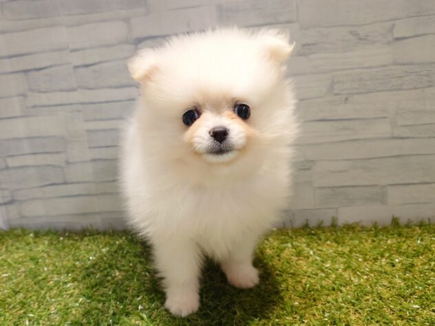 新潟県のポメラニアン (アミーゴ新発田店/2026年1月17日生まれ/女の子/クリーム)の子犬の1枚目の画像
