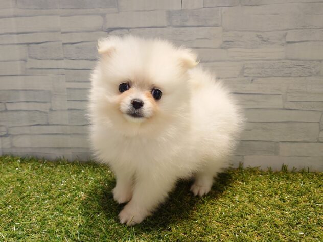 新潟県のポメラニアン (アミーゴ新発田店/2026年1月17日生まれ/女の子/クリーム)の子犬の2枚目の画像