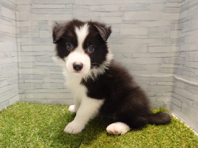 新潟県のボーダーコリー (アミーゴ新発田店/2026年1月19日生まれ/男の子/ブラックホワイト)の子犬の2枚目の画像