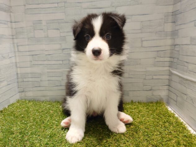 新潟県のボーダーコリー (アミーゴ新発田店/2026年1月19日生まれ/男の子/ブラックホワイト)の子犬の1枚目の画像