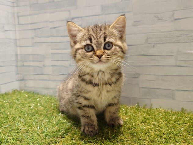 新潟県のミヌエット (アミーゴ新発田店/2026年1月18日生まれ/女の子/ブラウンタビー)の子猫